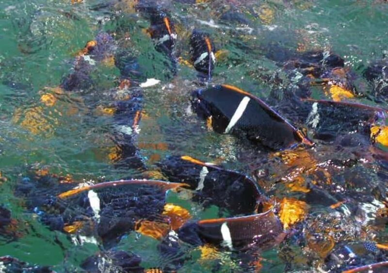 Snorkeling and Yelapa Beach Tour Majahuitas - An In-Depth Look at the Tour