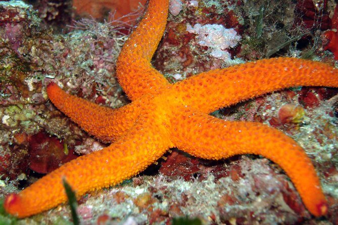 Snorkeling - By boat on site in the Bay of Cannes or Estérel - Key Points