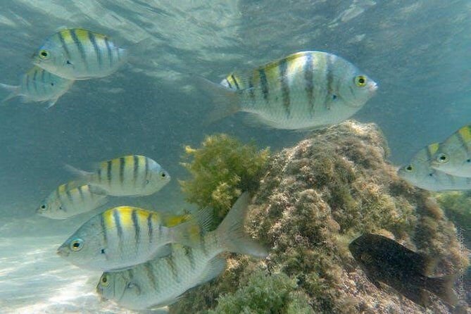 Snorkeling Catamaran Island Cruise - Who Should Consider This Tour?