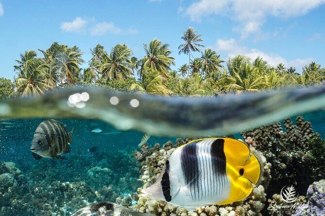 Snorkeling EN Small Group Tour in Tahiti - What to Expect from the Snorkeling in Tahiti