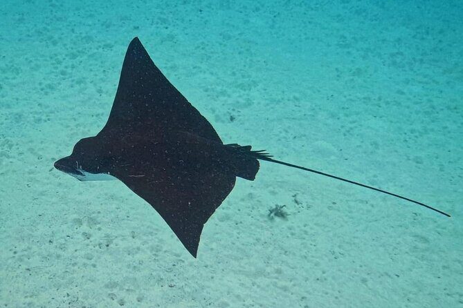 Snorkeling EN Small Group Tour in Tahiti - How Price Reflects Value