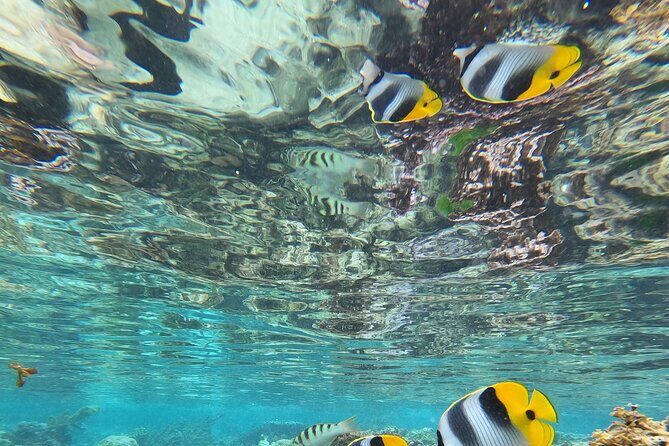 Snorkeling EN Small Group Tour in Tahiti - Final Thoughts
