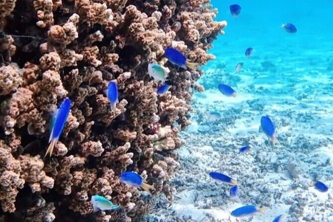 Snorkeling EN Small Group Tour in Tahiti - FAQ