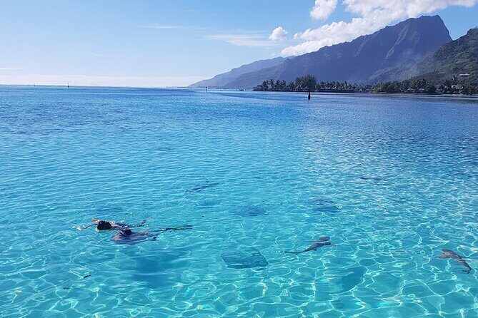 Snorkeling excursion, discovery of the lagoon, small group. - What to Expect from the Tour