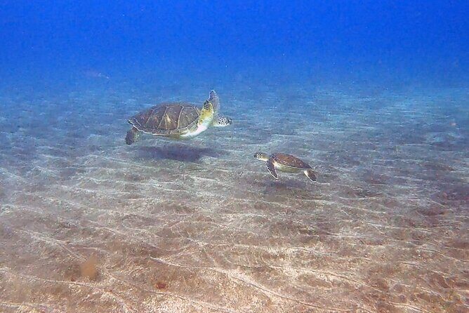 Snorkeling excursion in the Rayas and Turtles Zone - The Guide and Overall Experience