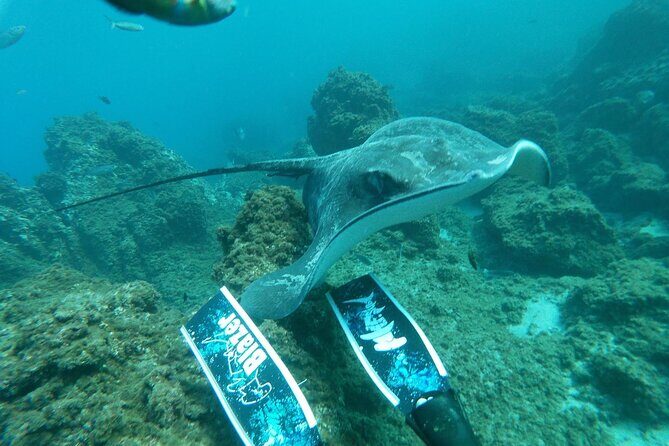 Snorkeling excursion in the Rayas and Turtles Zone - Final Thoughts