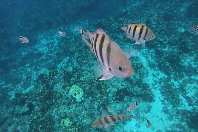 Snorkeling Experience Cozumel only from Playa del Carmen - Frequently Asked Questions (FAQ)