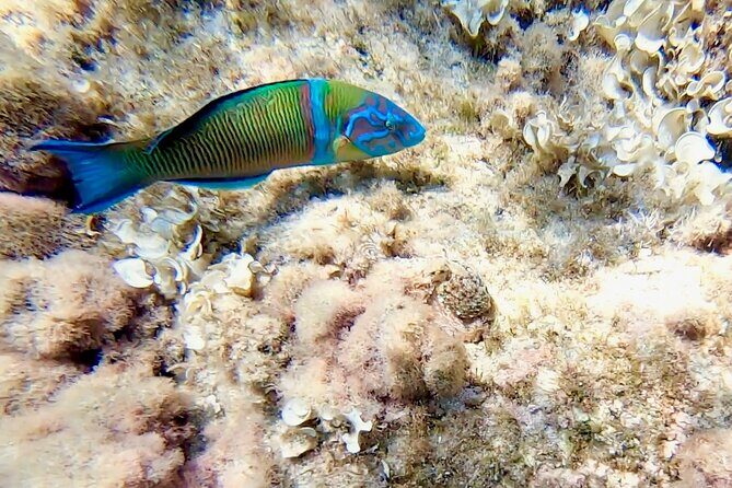 Snorkeling Experience to discover the dolphin inside you! - Final Thoughts