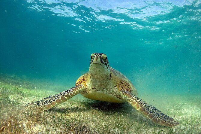 Snorkeling Experience with Turtles in Cenote in Riviera Maya - Who Will Love This Tour?