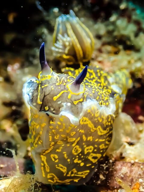 Snorkeling for beginners in crystal clear sea of Halkidiki - FAQ