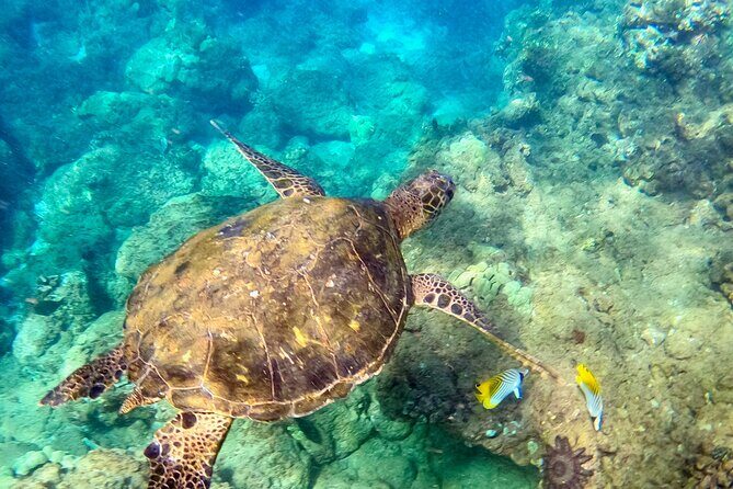 Snorkeling for Non-Swimmers Guided Tour - Wailea Beach - What to Expect from the Tour