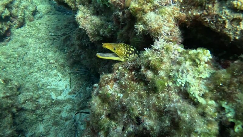 Snorkeling guided tour in beautiful Marathopoli - What We Think Could Be Better