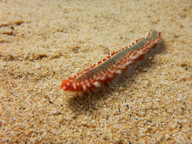 Snorkeling guided tour in beautiful Marathopoli - Is This Tour Right for You?