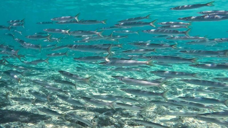 Snorkeling guided tour in beautiful Marathopoli - Final Thoughts