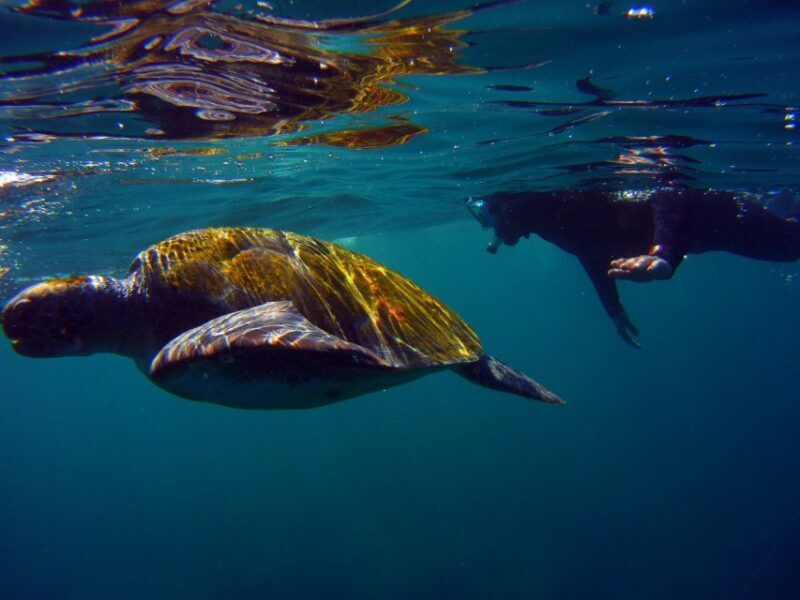 Snorkeling in a Volcanic Bay - Snorkeling in a Volcanic Bay: A Practical Look at Tenerife’s Underwater Treasure