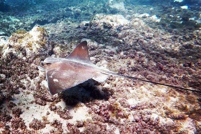 Snorkeling in Gran Canaria with Hotel Pick-up - What to Expect from the Snorkeling Tour