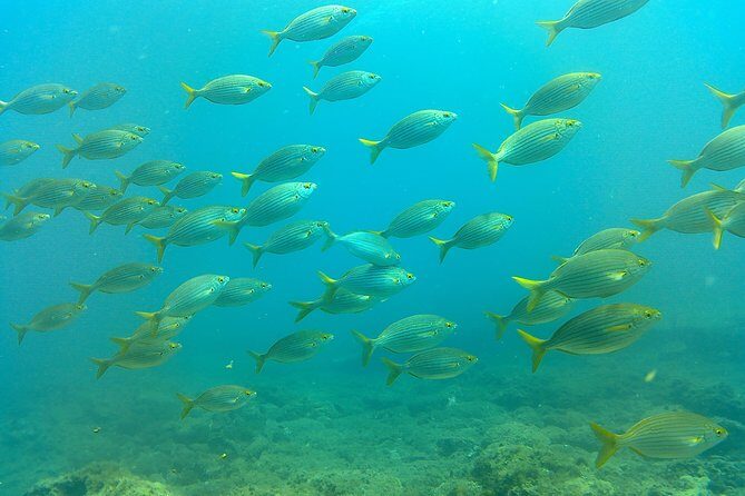 Snorkeling in Gran Canaria with Hotel Pick-up - FAQ