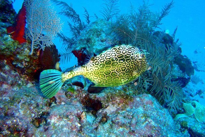 Snorkeling in Puerto Morelos - Key Points
