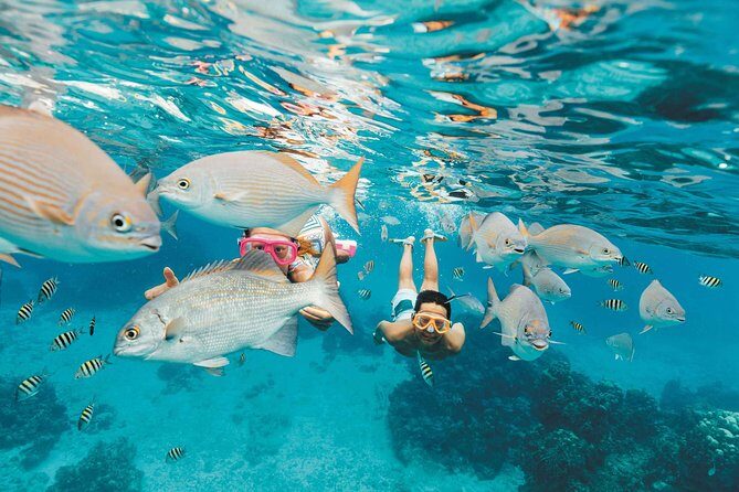 Snorkeling in Puerto Morelos - Who Should Book This Snorkeling Tour?
