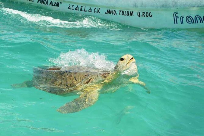 Snorkeling in Sian Ka'an - What Travelers Are Saying