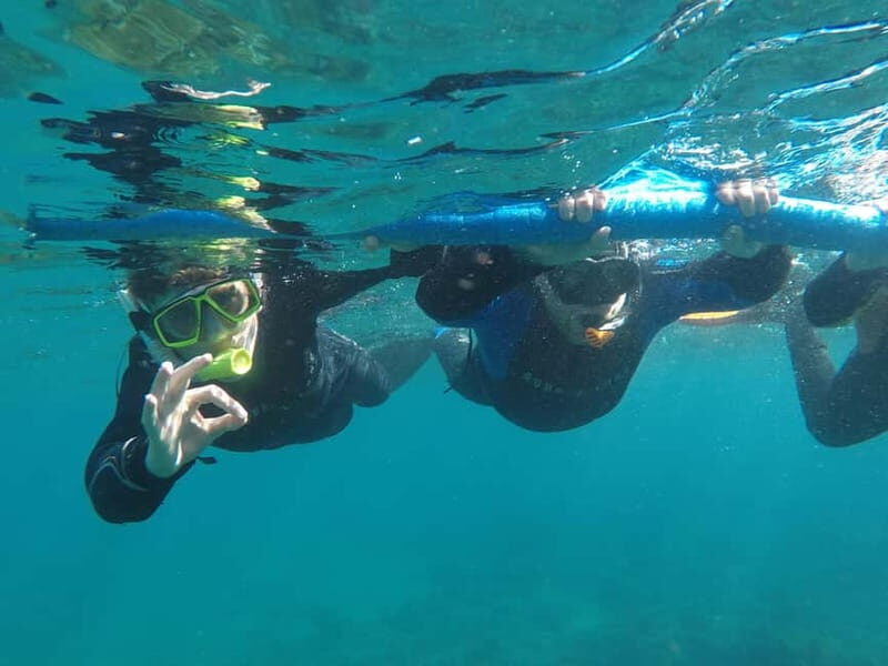 Snorkeling in tenerife south: Discover the underwater world - Value and Pricing