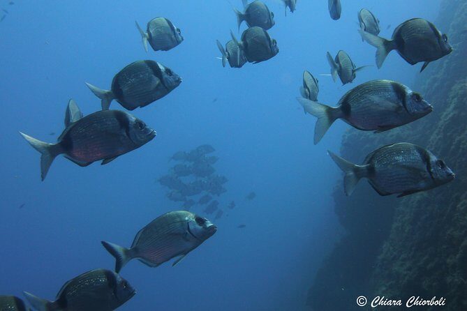 Snorkeling in the Marine Protected Area of Capo Carbonara - What Is Included and What Isn’t