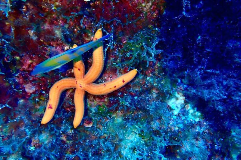 Snorkeling in the Plemmirio marine protected area (Siracusa) - Key Points