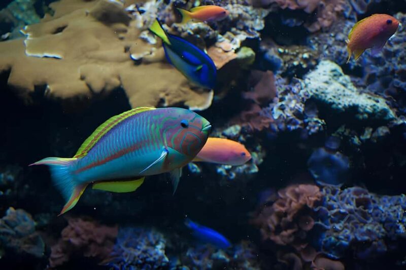 Snorkeling in the Plemmirio marine protected area (Siracusa) - An Honest Look at the Snorkeling Experience in Plemmirio