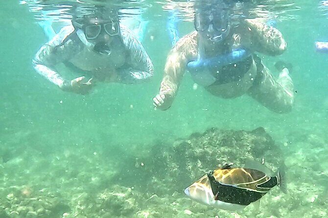 Snorkeling in Waikiki Many Fish All Levels Free Video & Pics! - Pricing and Value