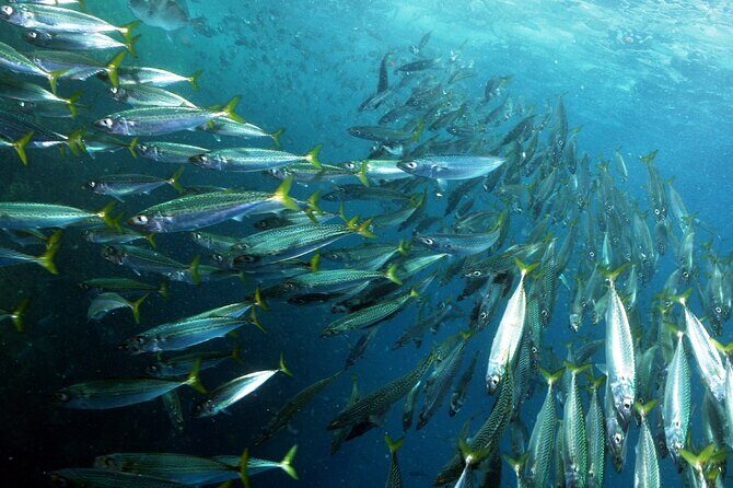 Snorkeling - Marine Park Discovery - What to Expect from the Tour