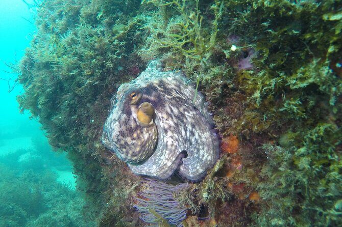 Snorkeling - Marine Park Discovery - Who Will Love This Tour?
