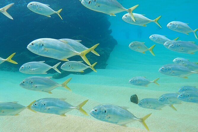 Snorkeling On Chilean Beach Transportation And Drinks Included - Key Points