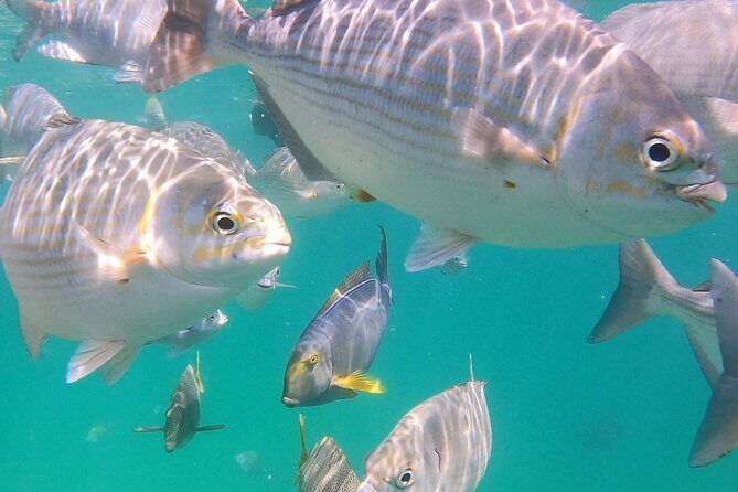 Snorkeling On Chilean Beach Transportation And Drinks Included - Who Will Love This Tour?