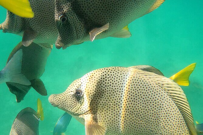 Snorkeling On Chilean Beach Transportation And Drinks Included - The Sum Up