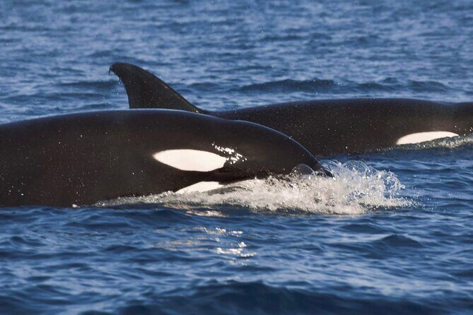 Snorkeling Open Ocean Wildlife Safari in Los Cabos with Photos Included - Key Points