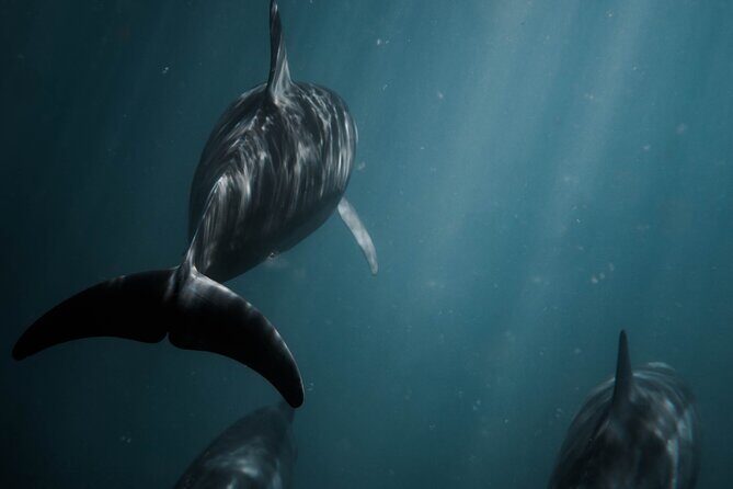 Snorkeling Open Ocean Wildlife Safari in Los Cabos with Photos Included - Practical Details & Tips