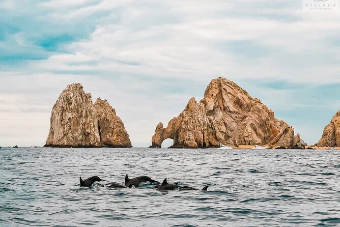 Snorkeling Open Ocean Wildlife Safari in Los Cabos with Photos Included - Who Should Consider This Tour?