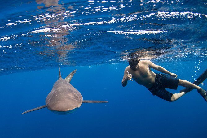 Snorkeling or Swimming with Sharks in Cabo San Lucas - Key Points