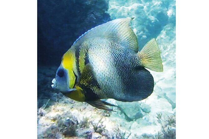 Snorkeling San Carlos with a Marine Biologist - A Deep Dive into the Experience