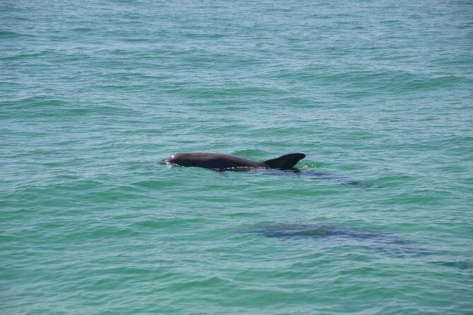 Snorkeling, Shelling & Eco Excursion - How Does the Price Reflect Value?