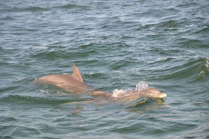 Snorkeling, Shelling & Eco Excursion - Who Would Love This Tour?