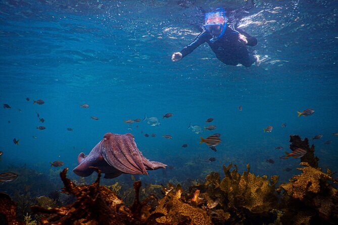 Snorkeling To Discover Sydney's Underwater Wonders - What Do People Say?