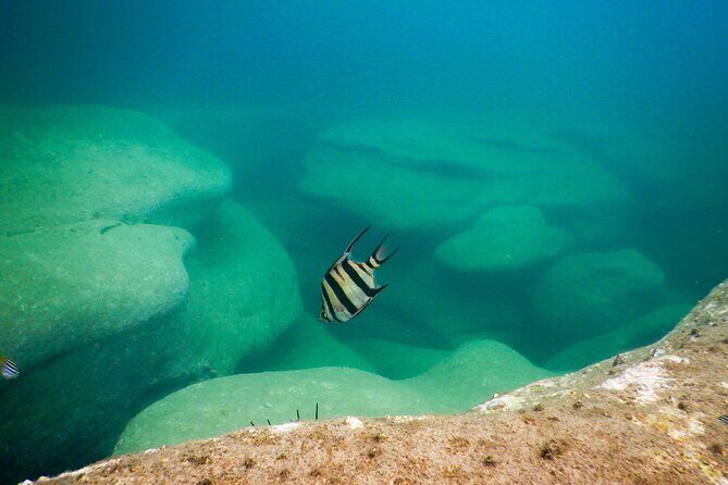 Snorkeling To Discover Sydney's Underwater Wonders - Final Thoughts