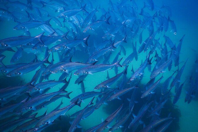 Snorkeling To Discover Sydney's Underwater Wonders - Frequently Asked Questions