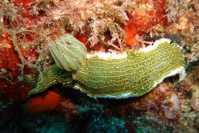 Snorkeling tour coast to coast Taormina & Isola Bella - Key Points