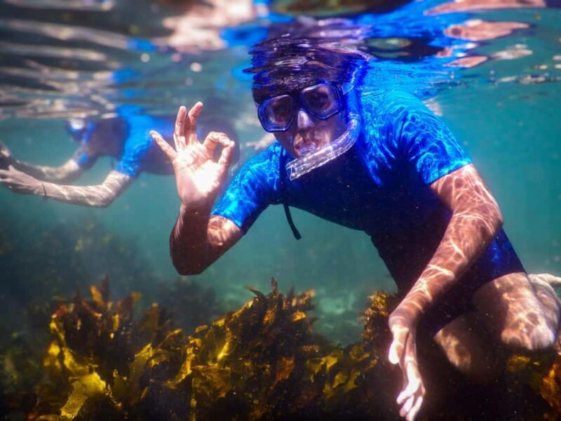 Snorkeling Tour: Discover Sydneys impressive sea life - Key Points