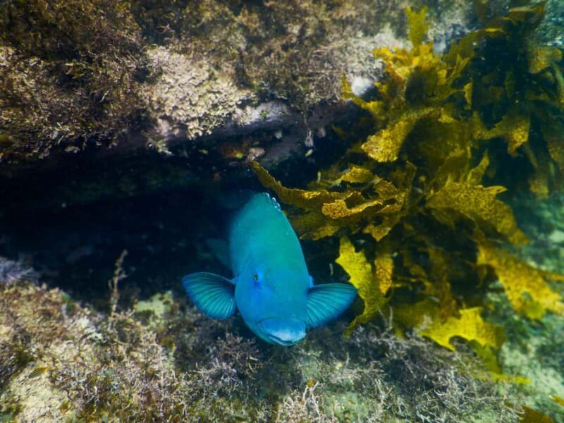 Snorkeling Tour: Discover Sydneys impressive sea life - The Cost and Value