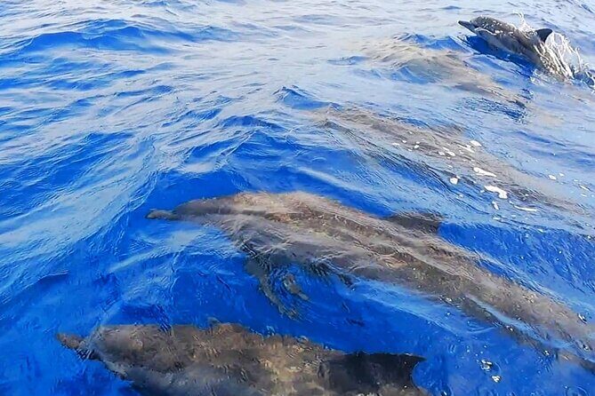 Snorkeling Tour in Moorea Aquatic Adventure Half Day - The Authenticity and Authentic Guides