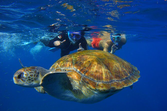 Snorkeling Tour with Sea Turtles and Stingrays - What Makes This Tour Stand Out?
