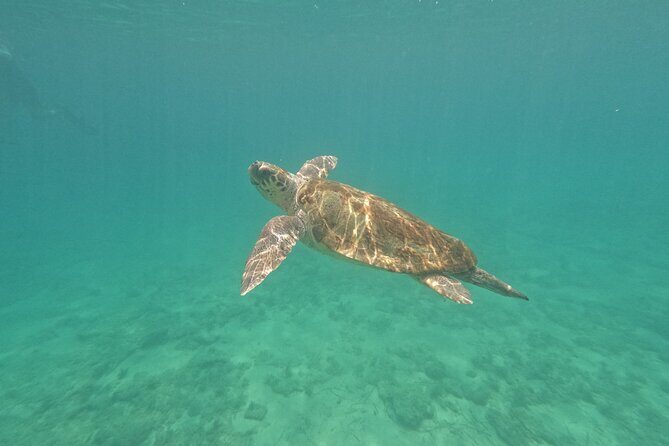 snorkeling ,Turtle Watching in Cyprus - Snorkeling and Turtle Watching in Cyprus: An Honest Look